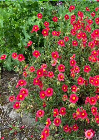 HELIANTHEMUM x hybr. Ben Ledi
